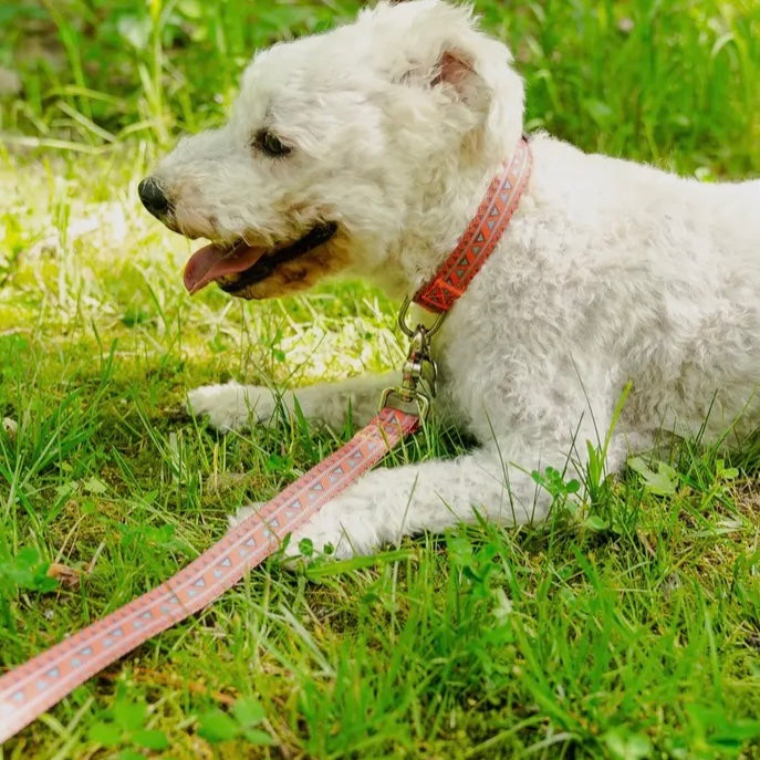 AlphaPak Natchez Pattern Dog Collar
