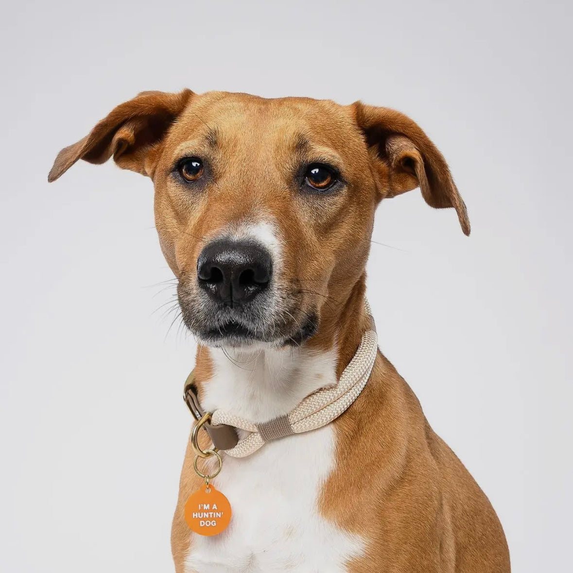 Pet Tag
