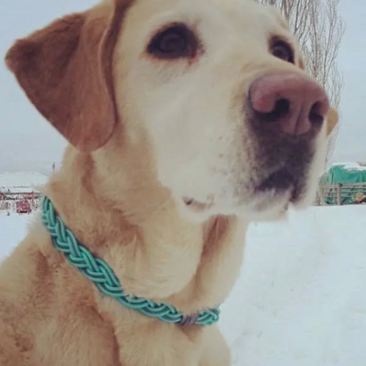 Flyvines Recycled Fly Line Dog Collar - Assorted Colors