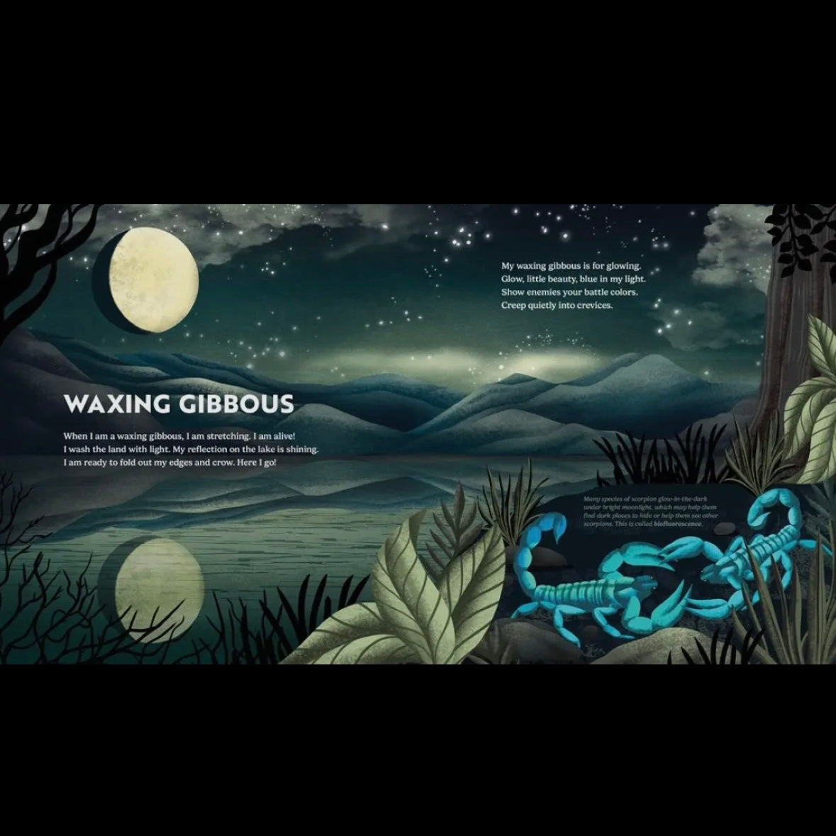 Wild Moon: How the Lunar Phases Light Up Our World