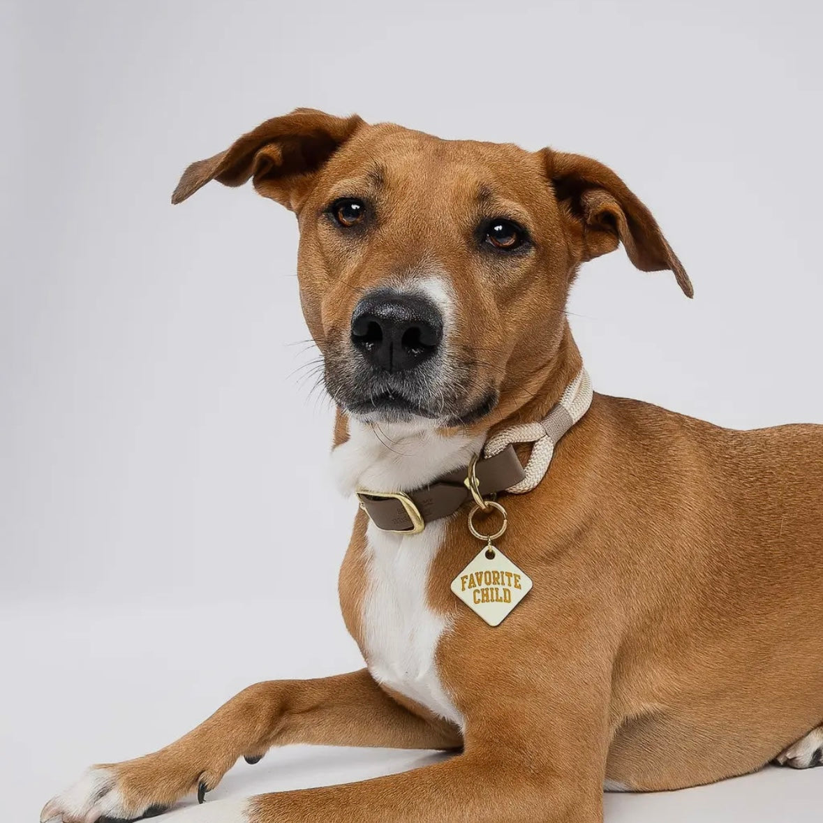 Pet Tag