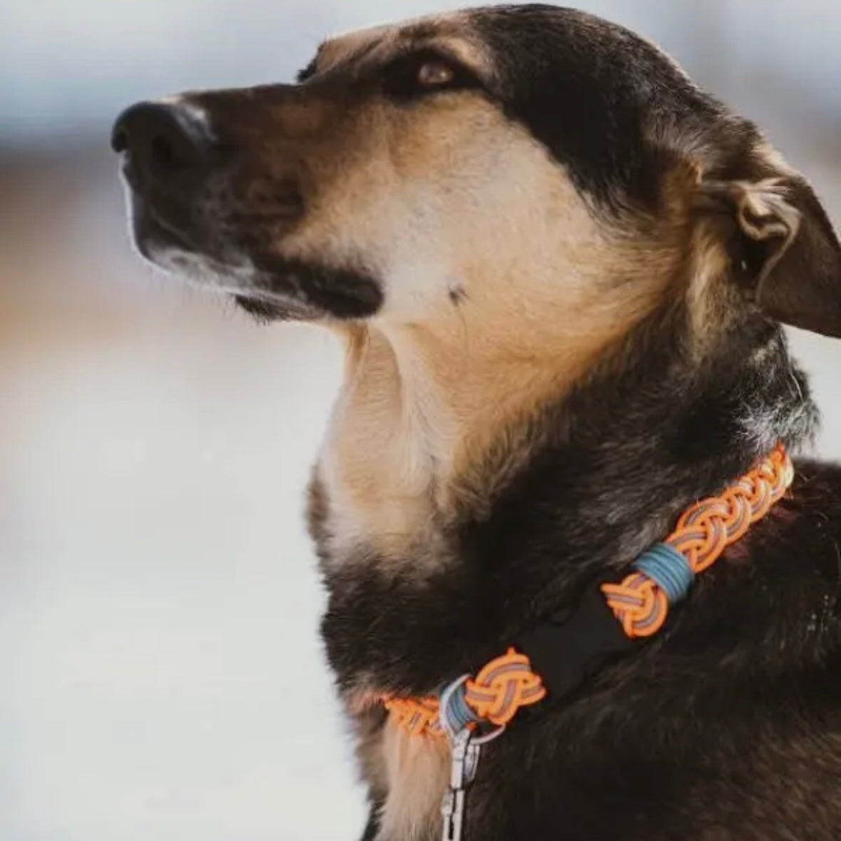 Flyvines Recycled Fly Line Dog Collar - Assorted Colors