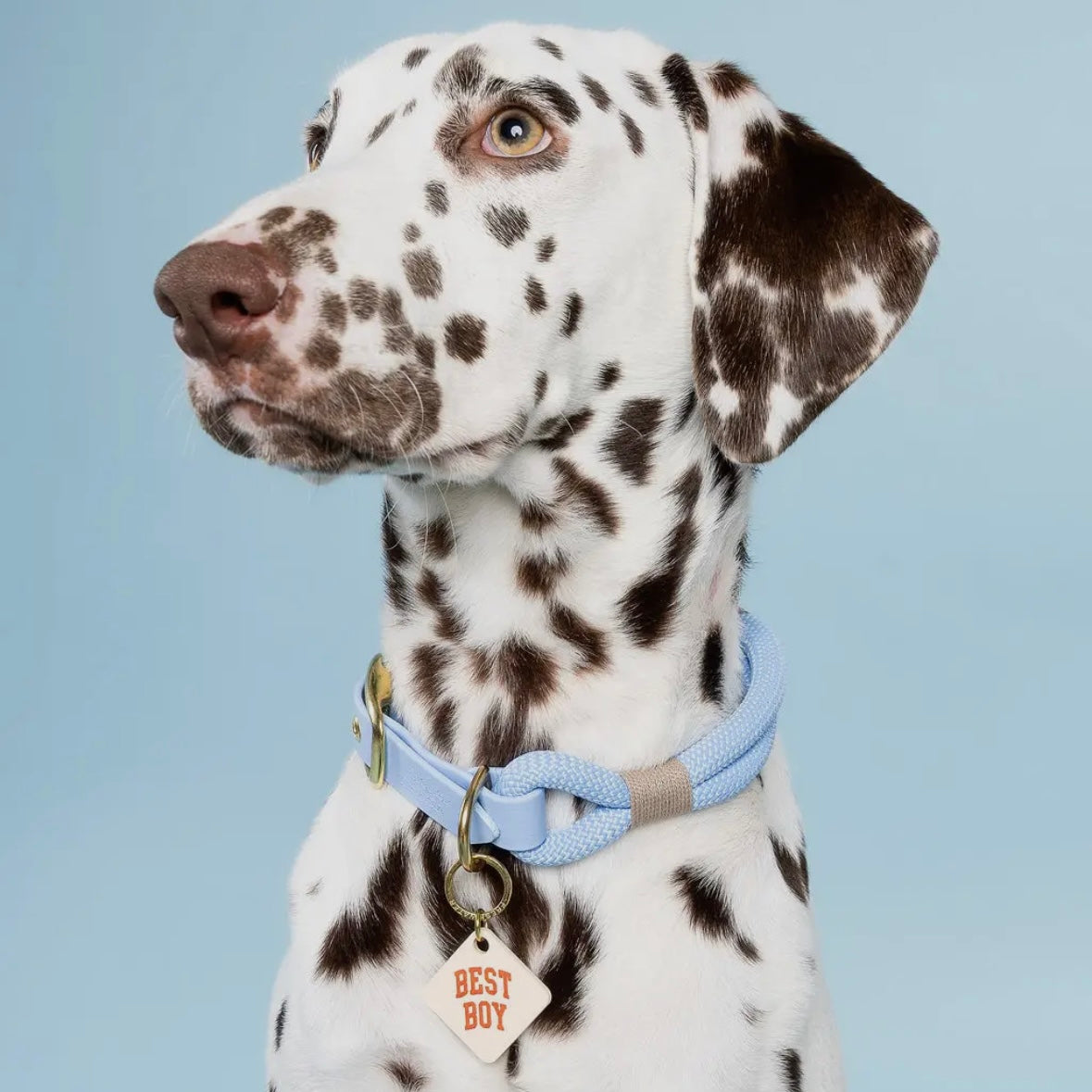 Pet Tag