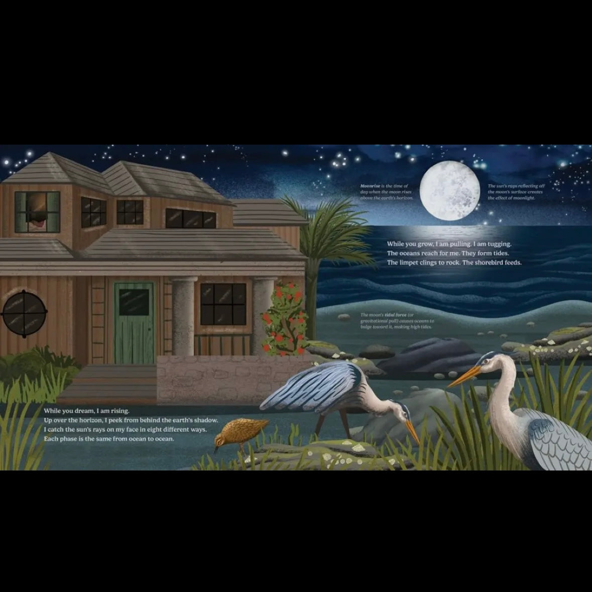 Wild Moon: How the Lunar Phases Light Up Our World