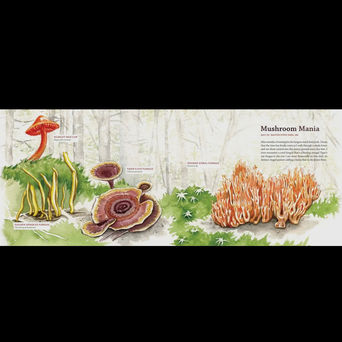Tiny Worlds of the Appalachian Mountains
