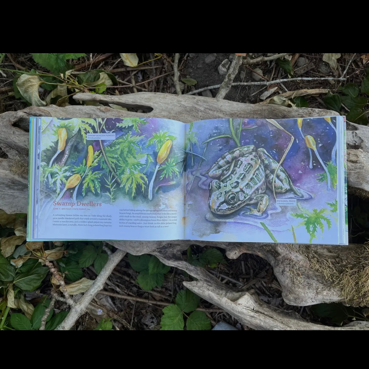 Tiny Worlds of the Appalachian Mountains