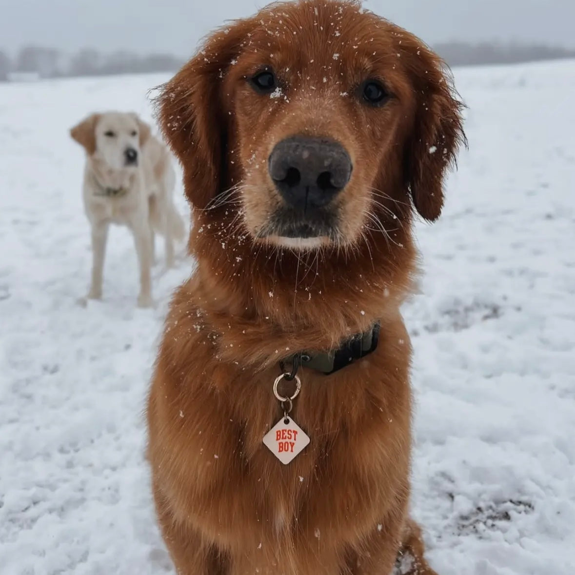 Pet Tag