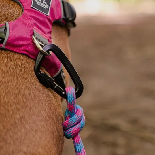 AlphaPak Elements 10MM Kernmantle Rope Leash 5 feet 6 inches