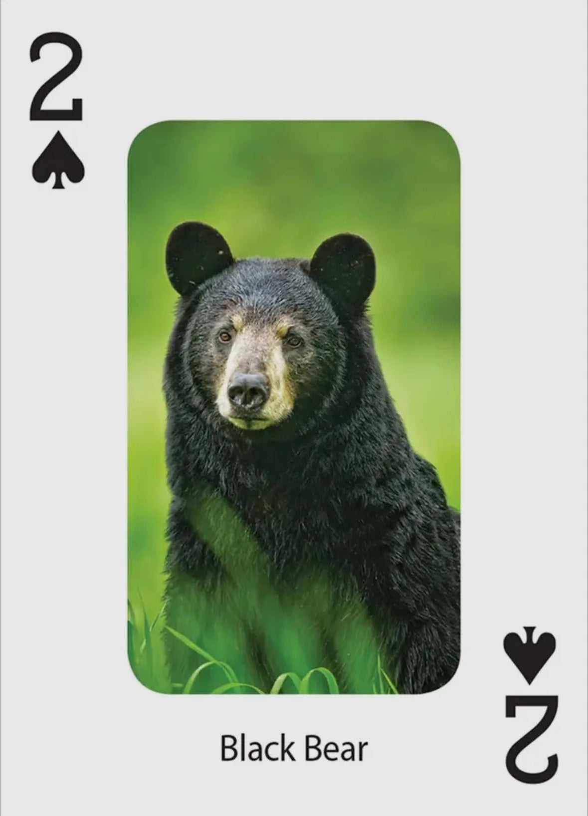 Bears Playing Cards