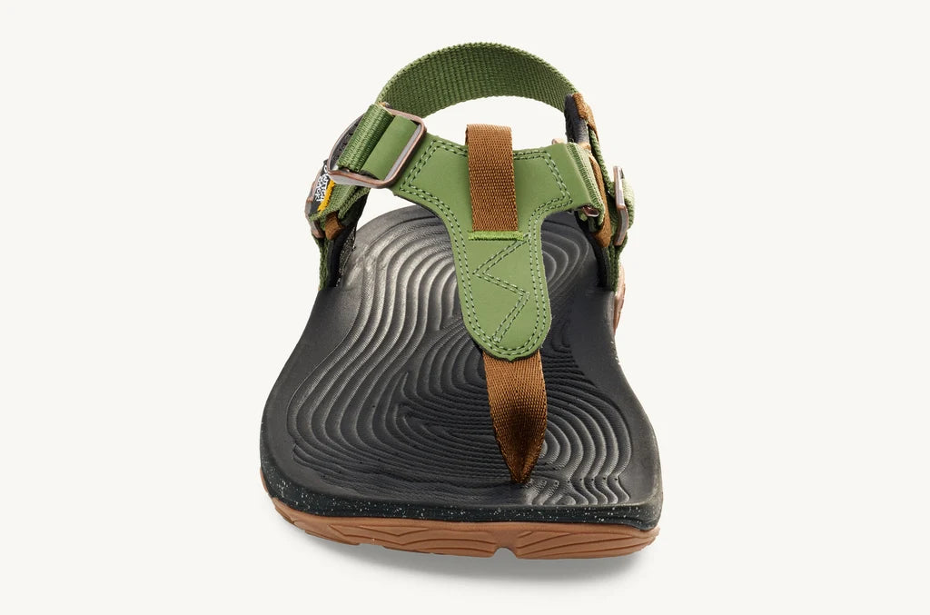 Lems Switchback Cactus