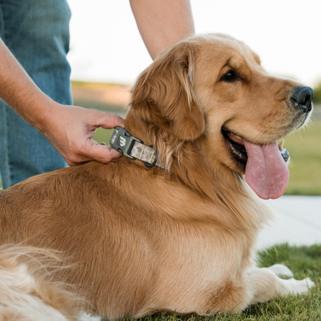Burlebo Dog Collar