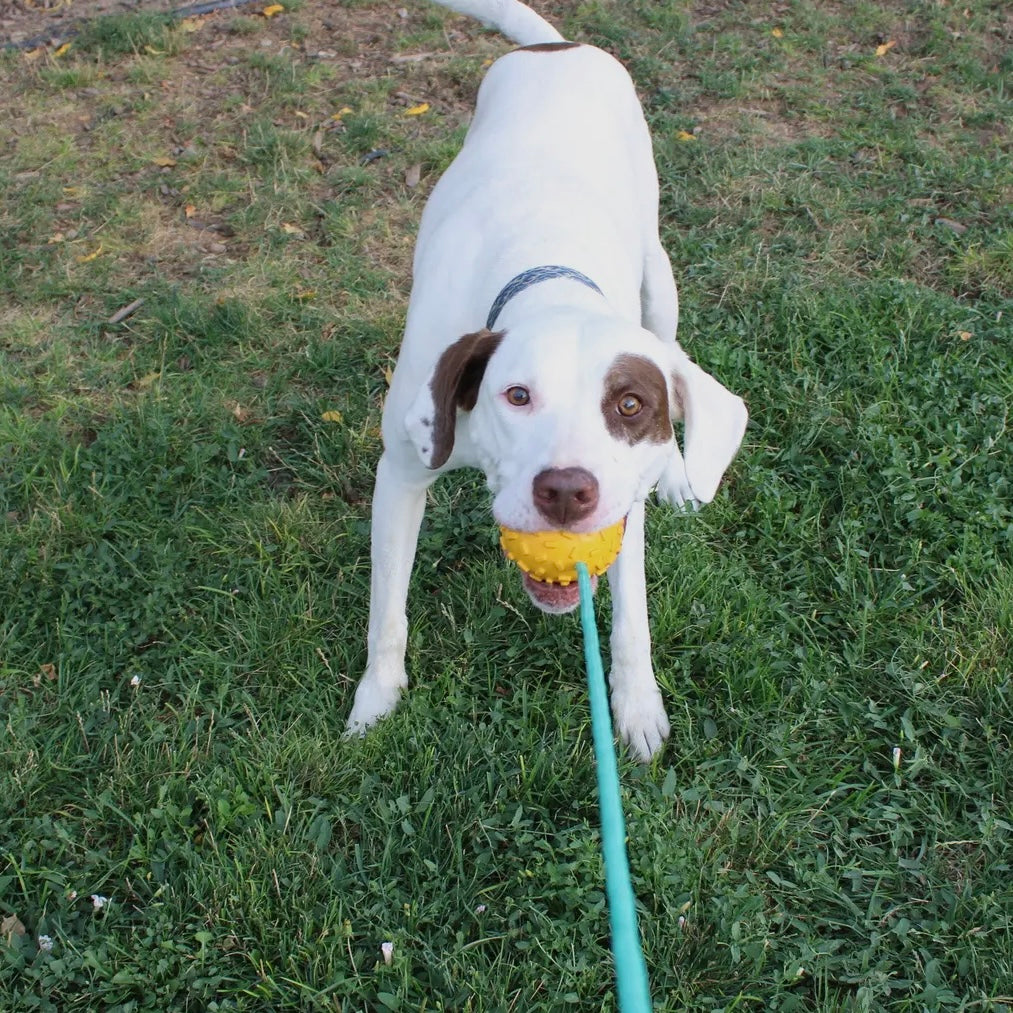 AlphaPak Mako Treat N Chew Rope Toy