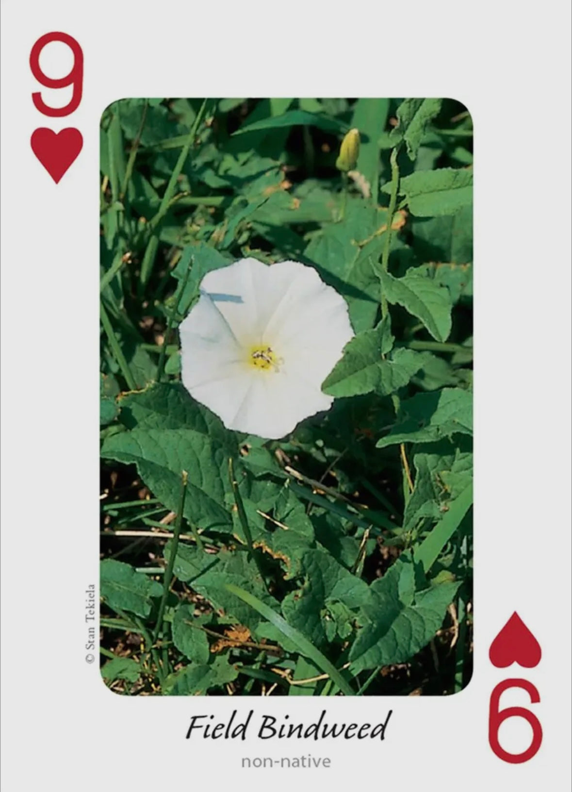 Wildflowers of Midwest Playing Cards