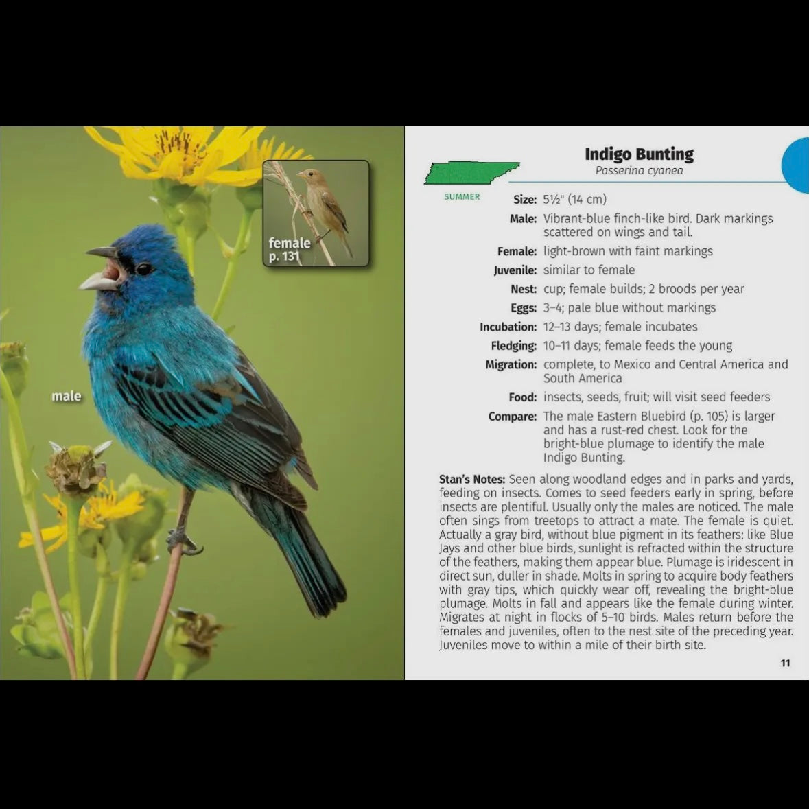 Birds of Tennessee Field Guide 2nd Edition by Stan Tekiela