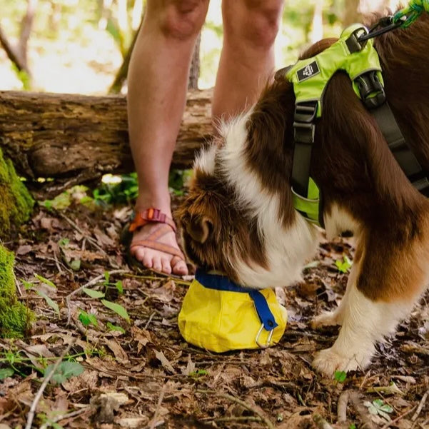 AlphaPak Gallatin Lightweight Collapsible Dog Bowl