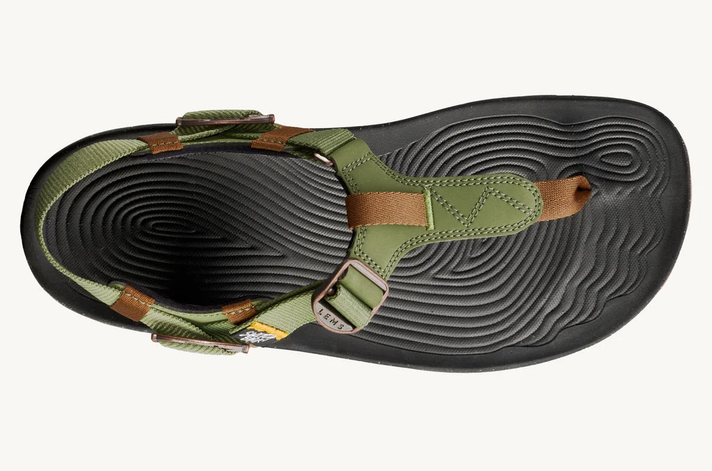 Lems Switchback Cactus
