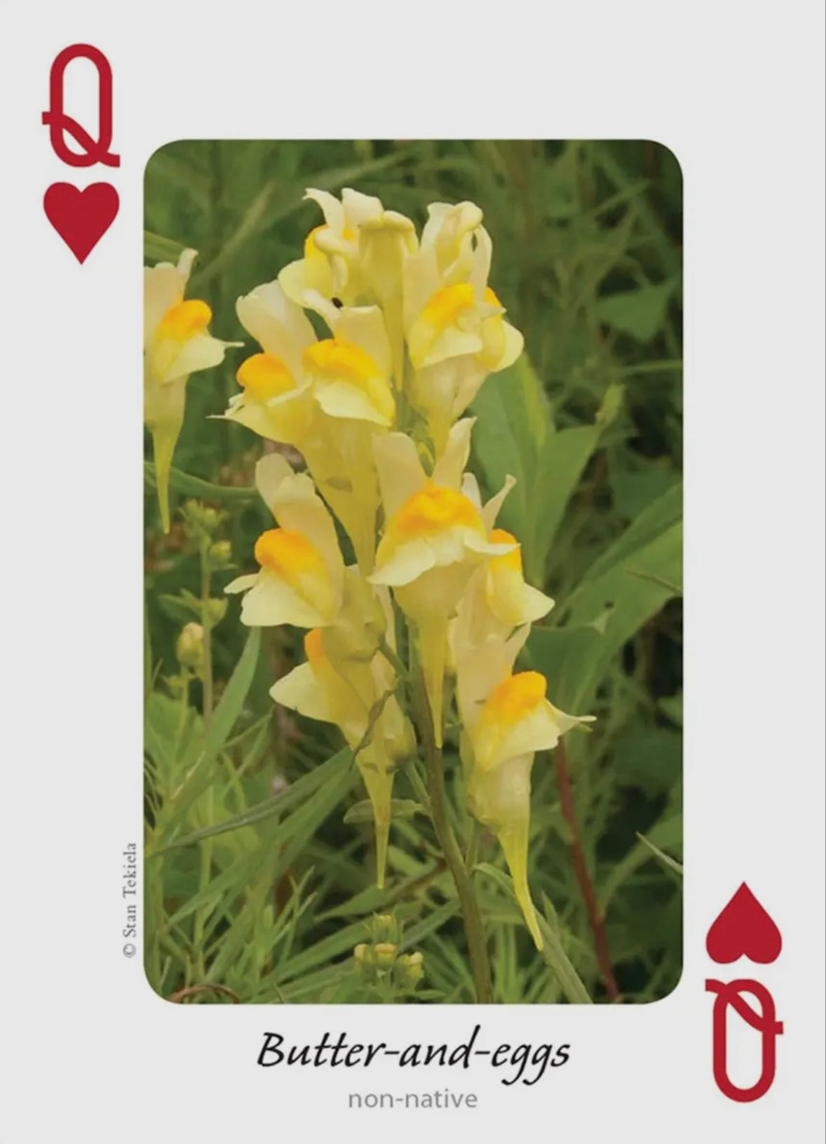 Wildflowers of Midwest Playing Cards