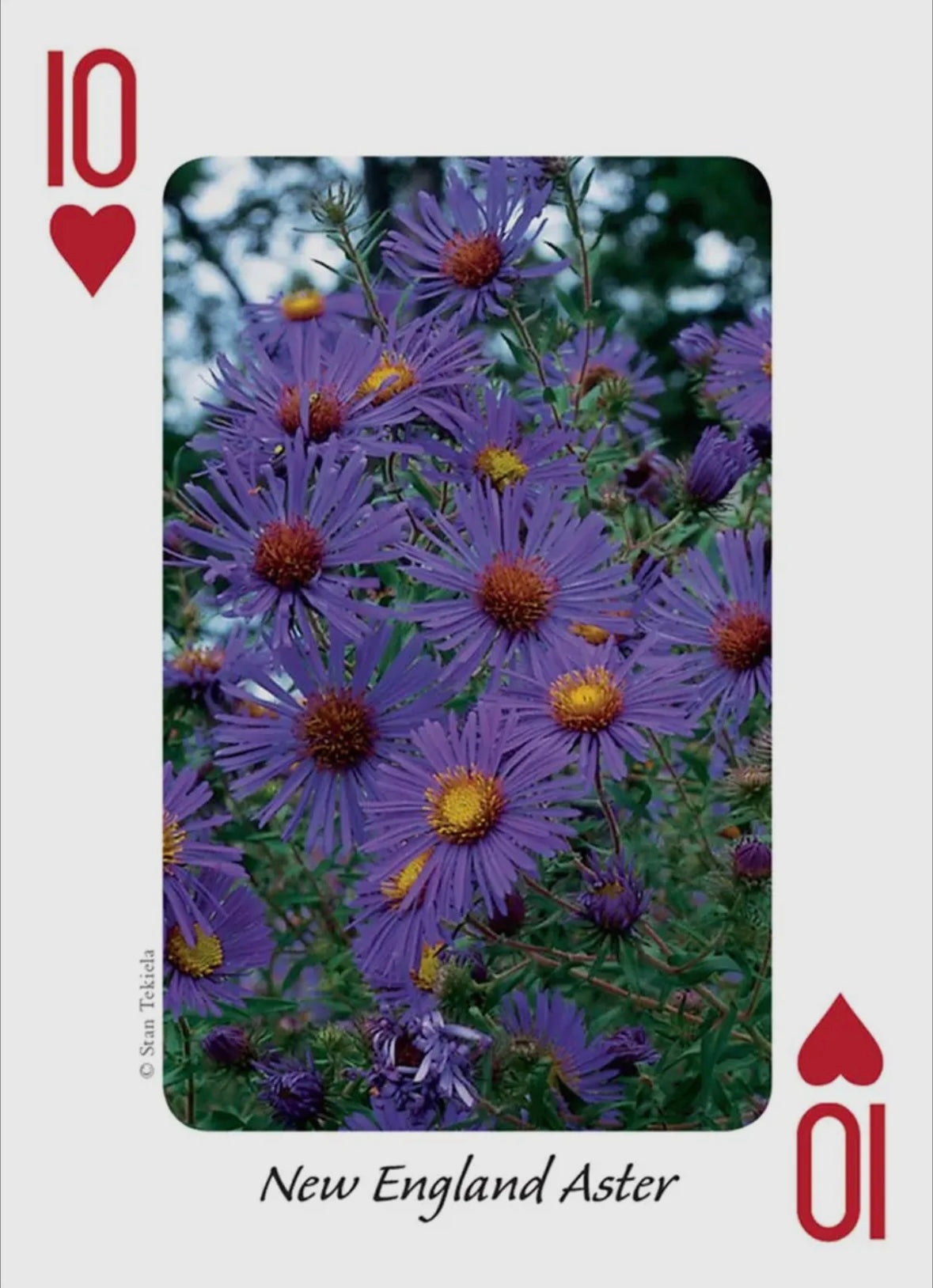 Wildflowers of Midwest Playing Cards