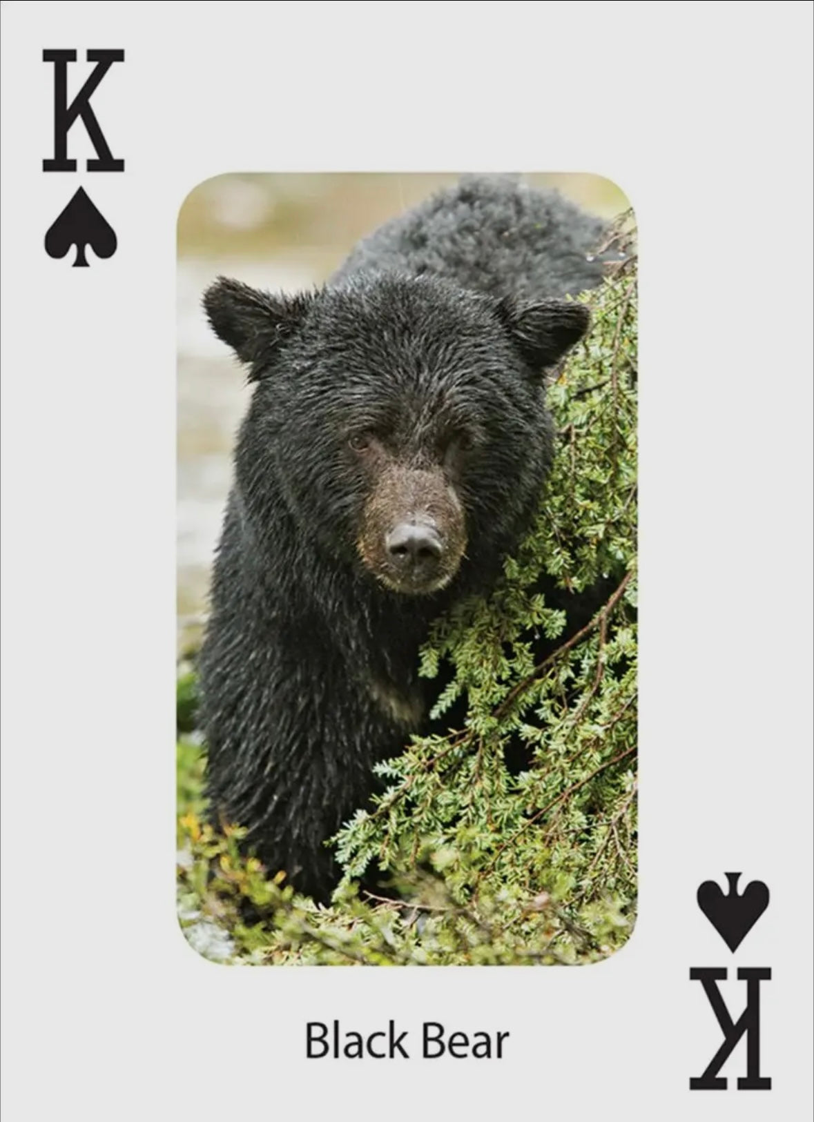 Bears Playing Cards