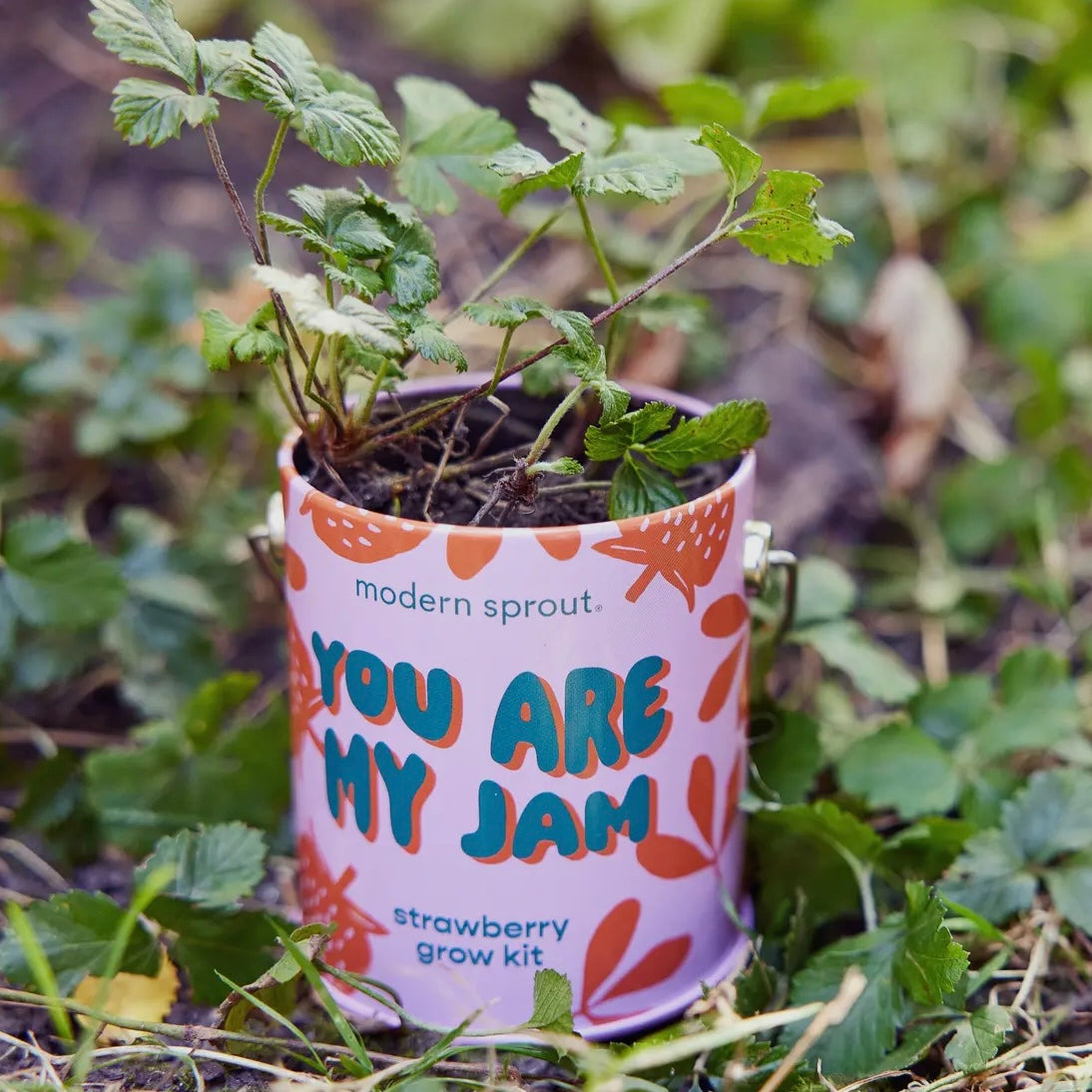 Complimentary Color Grow Kits