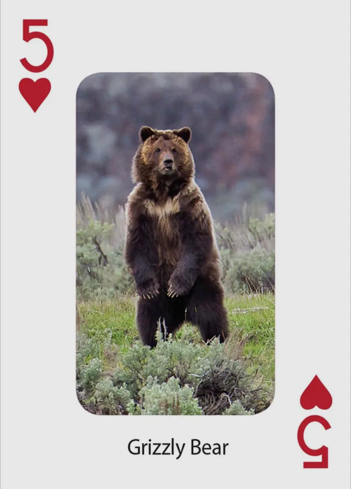 Bears Playing Cards