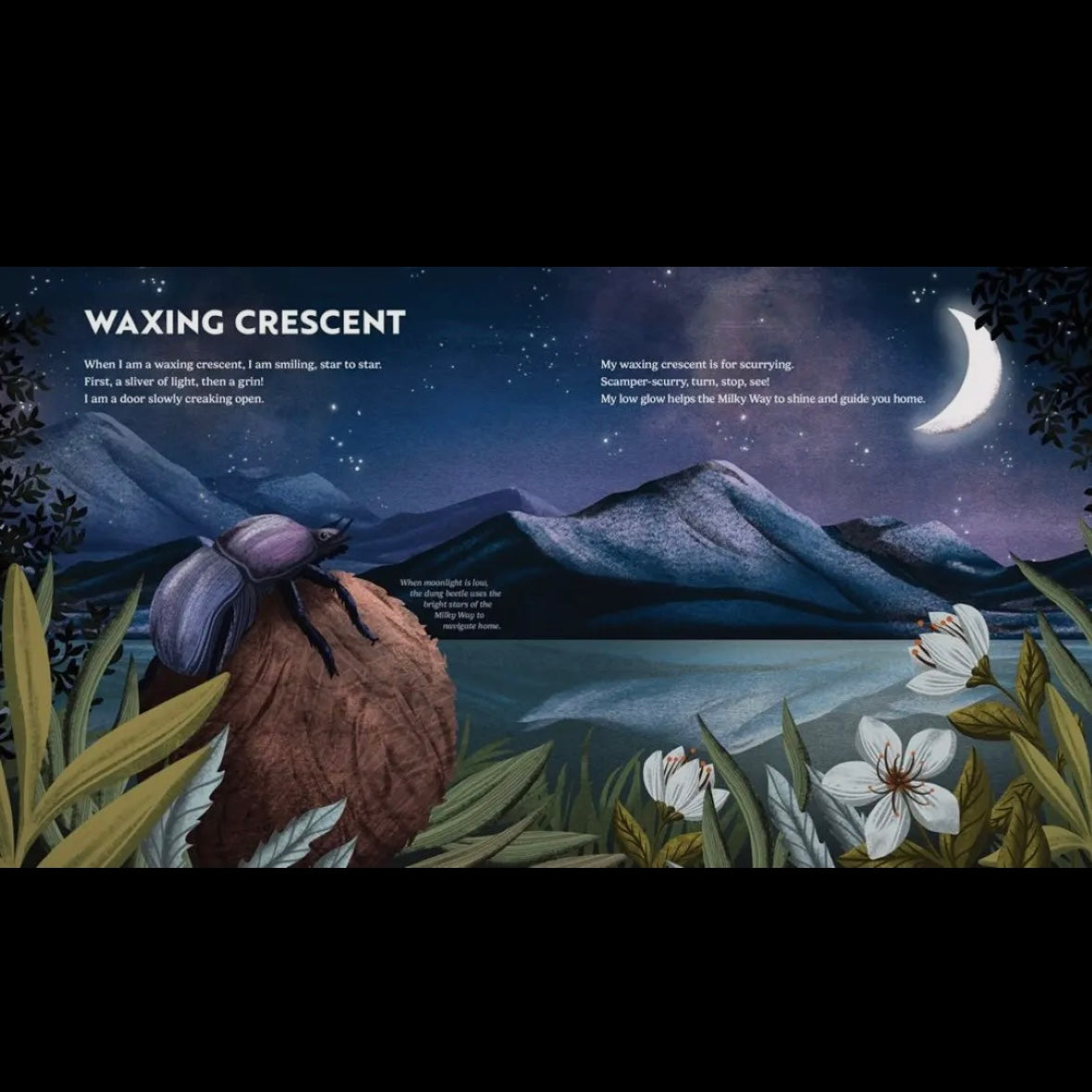 Wild Moon: How the Lunar Phases Light Up Our World