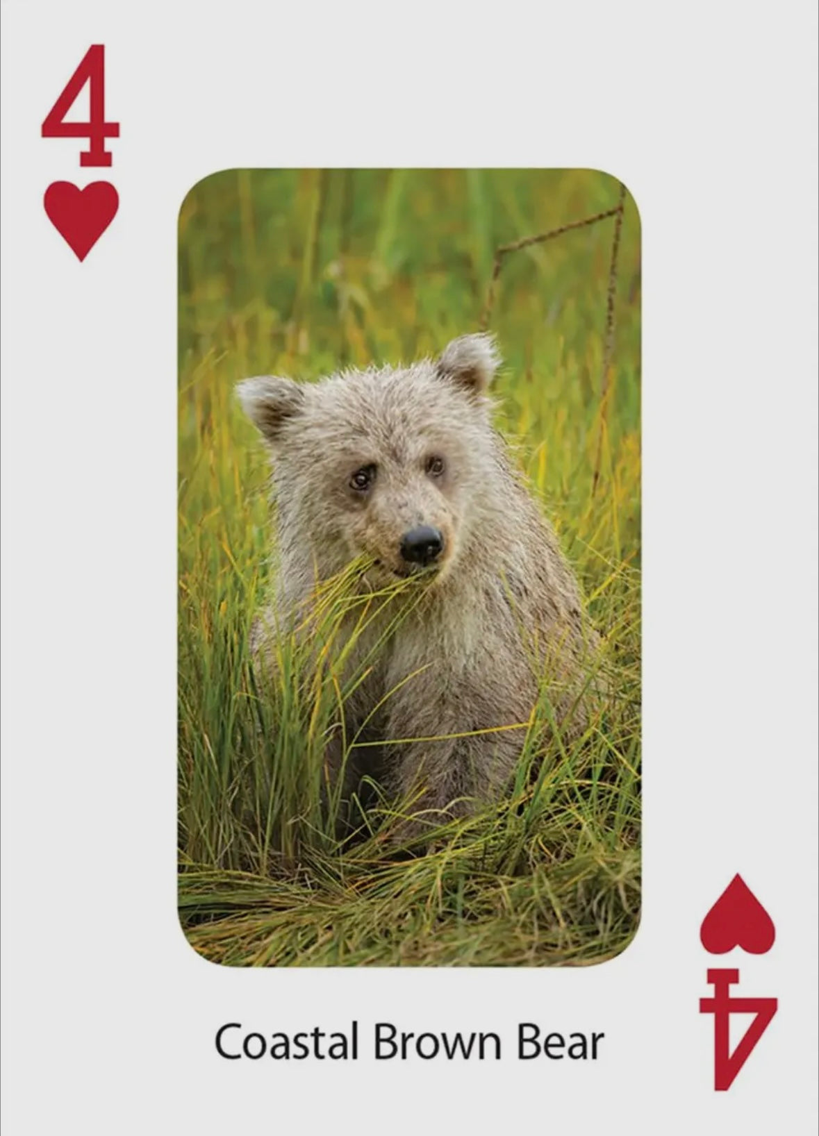 Bears Playing Cards