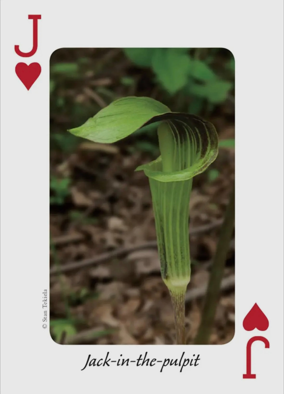 Wildflowers of Midwest Playing Cards