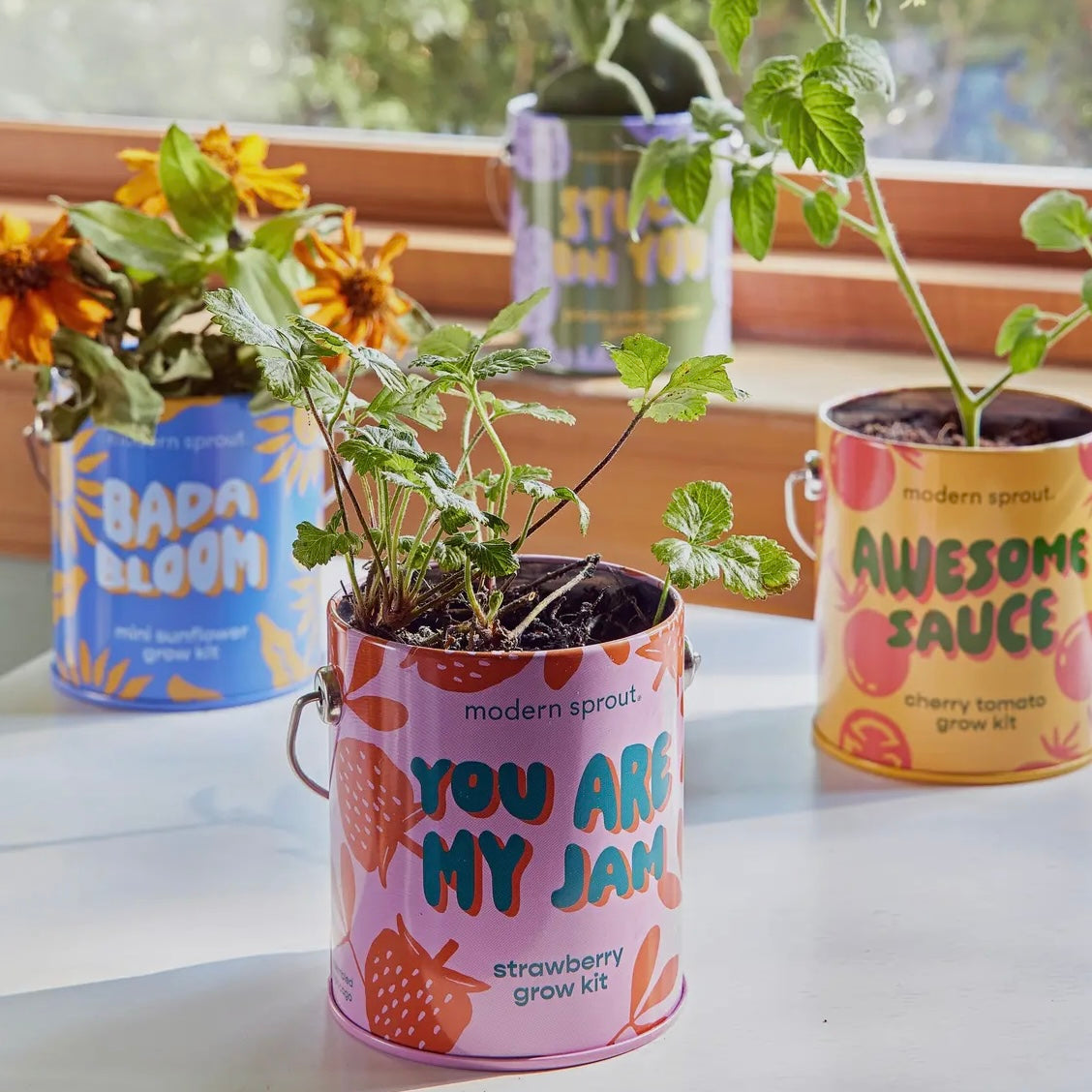 Complimentary Color Grow Kits
